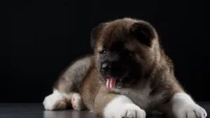 秋田犬图片_5