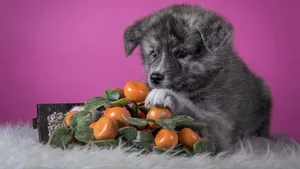 秋田犬图片_6