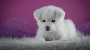 秋田犬图片_7