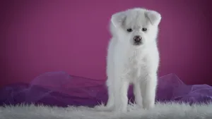 秋田犬图片_8