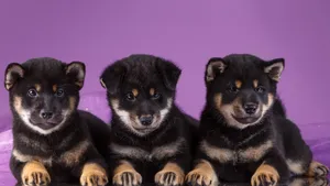 秋田犬图片_9
