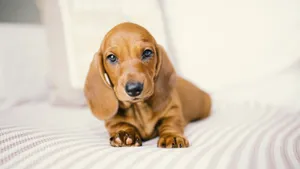 腊肠犬图片_9