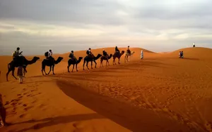 沙漠行走的骆驼图片_8