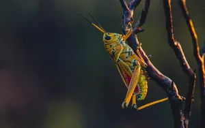 蝗虫图片大全_14