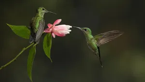 蜂鸟图片_5