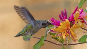 蜂鸟图片_7