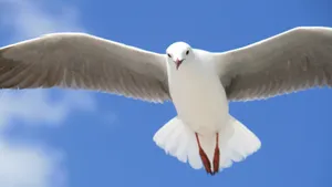 天空中飞翔的海鸥图片_3