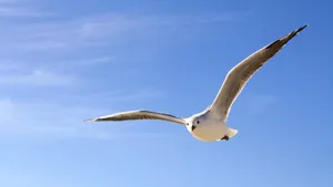 天空中飞翔的海鸥图片_4