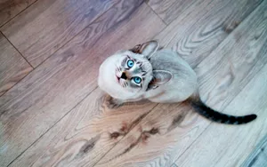 短毛猫品种暹罗猫图片_2