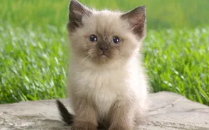短毛猫品种暹罗猫图片_3