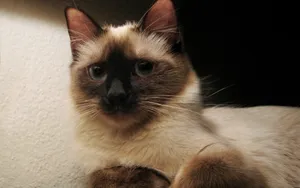 短毛猫品种暹罗猫图片_4