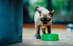 短毛猫品种暹罗猫图片_5
