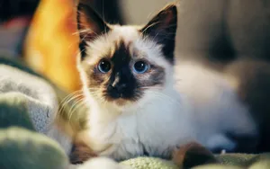 短毛猫品种暹罗猫图片_6