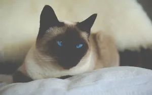 短毛猫品种暹罗猫图片_7