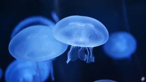 蓝色水母图片_2