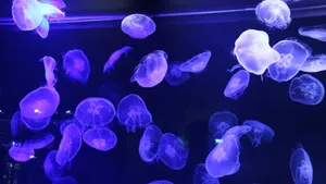 蓝色水母图片_3