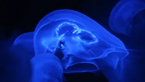 蓝色水母图片_4