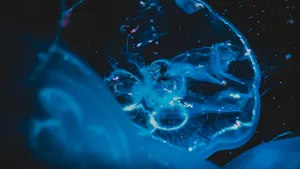 蓝色水母图片_5