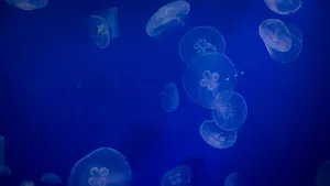 蓝色水母图片_10