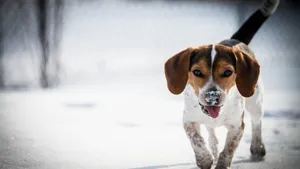 比格犬图片_2