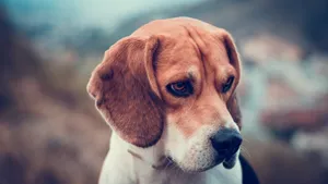 比格犬图片_3