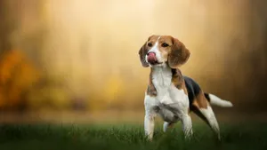 比格犬图片_4
