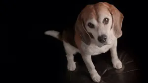 比格犬图片_5