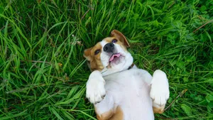 比格犬图片_6