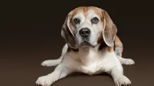 比格犬图片_8