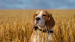 比格犬图片_9