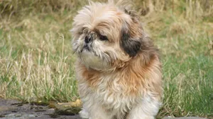 西施犬图片_4