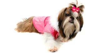 西施犬图片_5
