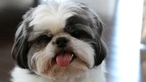 西施犬图片_6