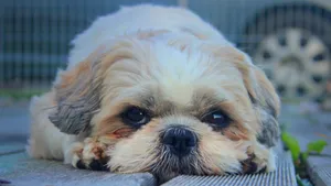 西施犬图片_8