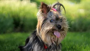 西施犬图片_9