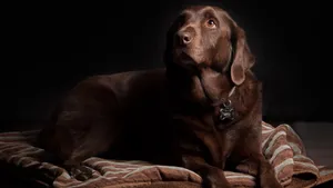 拉布拉多犬图片_2