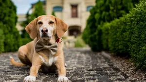 拉布拉多犬图片_3