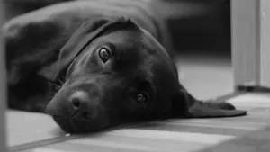 拉布拉多犬图片_4