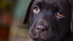 拉布拉多犬图片_5