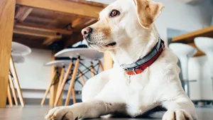 拉布拉多犬图片_9