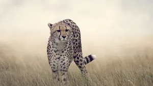 快如闪电的猎豹图片_7