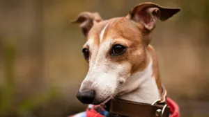 惠比特犬图片_3