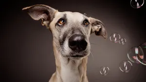 惠比特犬图片_4