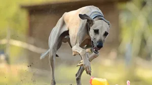 惠比特犬图片_5