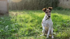 惠比特犬图片_6