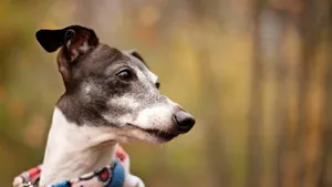 惠比特犬图片_7