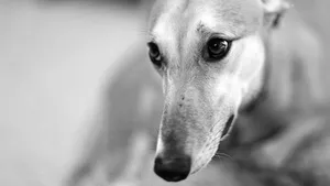 惠比特犬图片_8