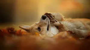 可爱威尔士柯基犬图片_2