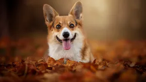 可爱威尔士柯基犬图片_3