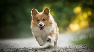 可爱威尔士柯基犬图片_4